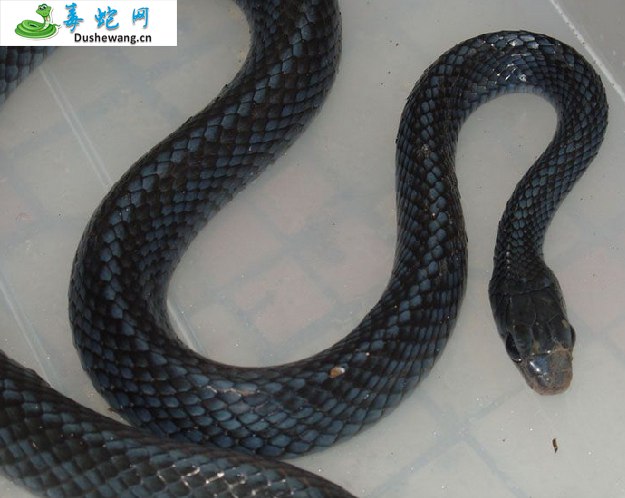 乌梢蛇(无毒蛇)详细资料、图片及品种介绍