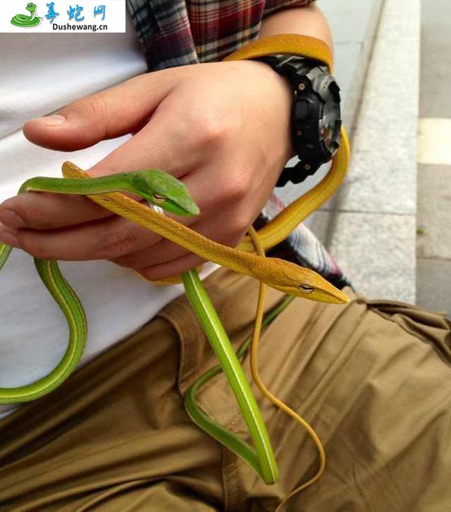 绿瘦蛇(微毒蛇)详细资料、图片及品种介绍
