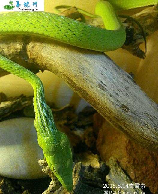 绿瘦蛇图片6