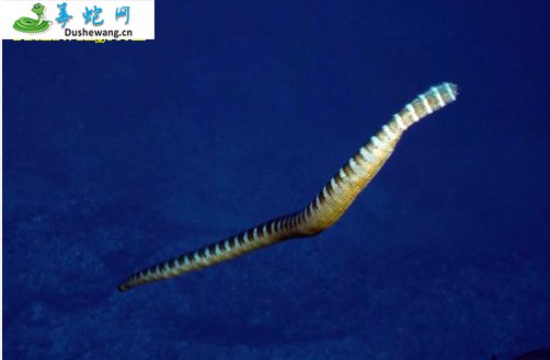贝尔彻海蛇(有毒蛇)详细资料、图片及品种介绍