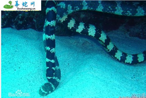 贝尔彻海蛇图片2
