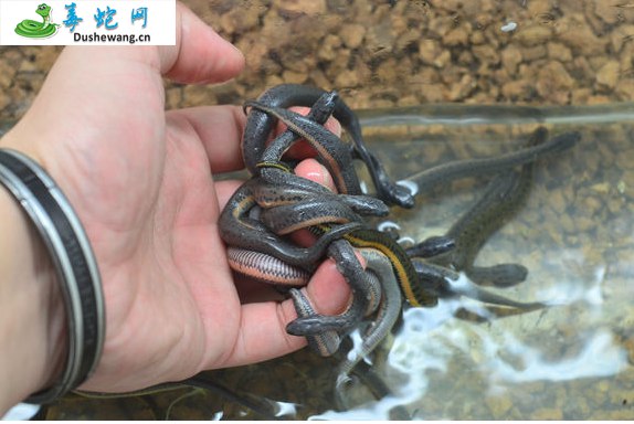 中国水蛇图片2
