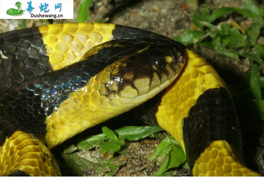 金环蛇(有毒蛇)详细资料、图片及品种介绍