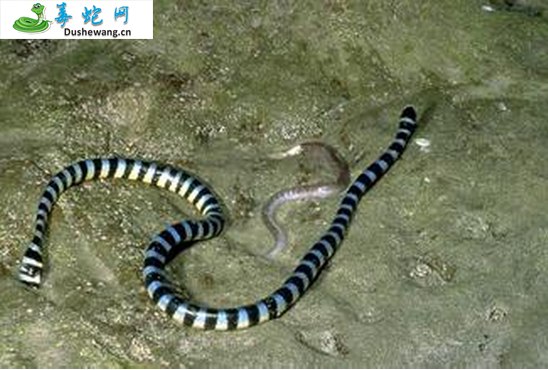 灰蓝扁尾海蛇图片3