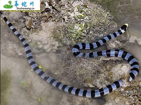 灰蓝扁尾海蛇图片5