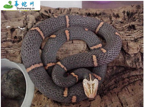 喜玛拉雅白头蛇图片5