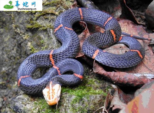 喜玛拉雅白头蛇图片6