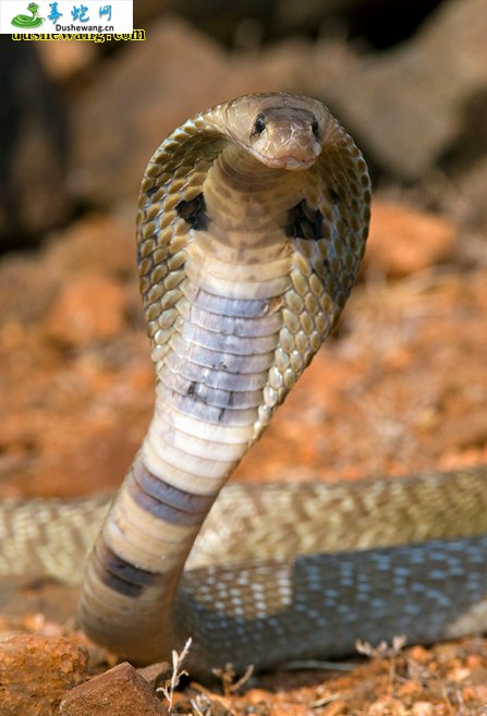 印度眼镜蛇(有毒蛇)详细资料、图片及品种介绍