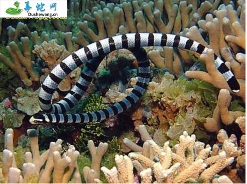 青环海蛇图片3