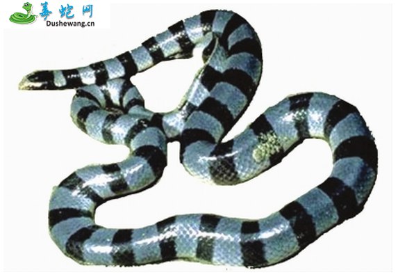 青环海蛇图片5