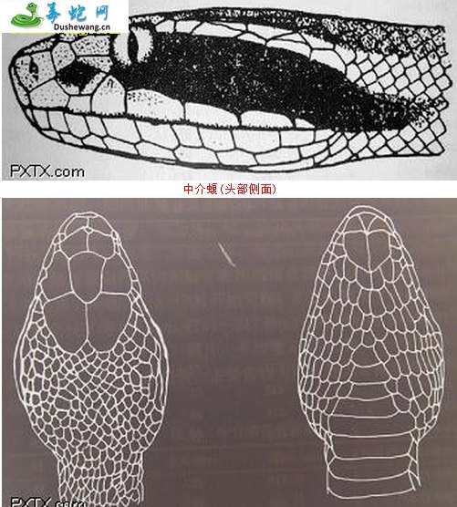 中介蝮和岩栖蝮