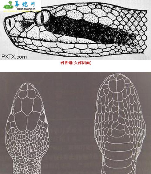 中介蝮和岩栖蝮