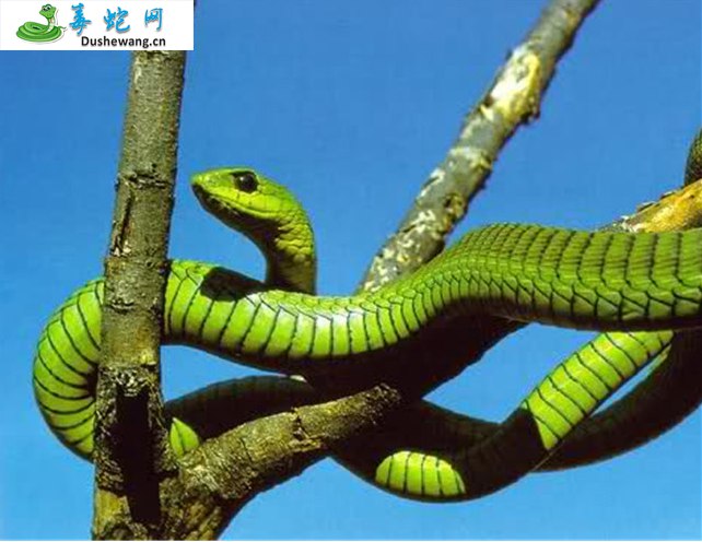 非洲树蛇(有毒蛇)详细资料、图片及品种介绍