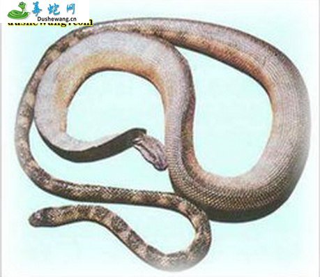 艾基特林海蛇(有毒蛇)详细资料、图片及品种介绍