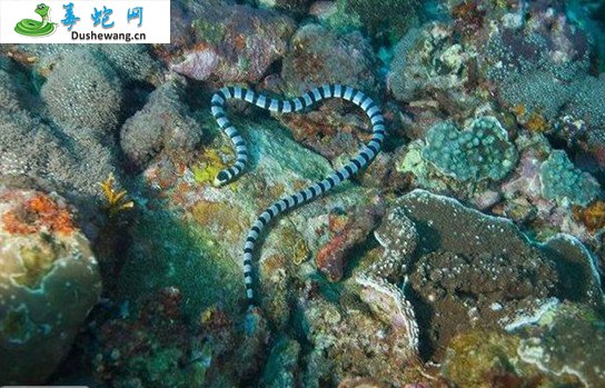 艾基特林海蛇图片2