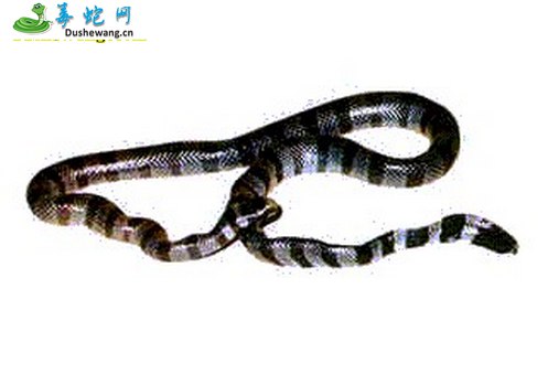 艾基特林海蛇图片4