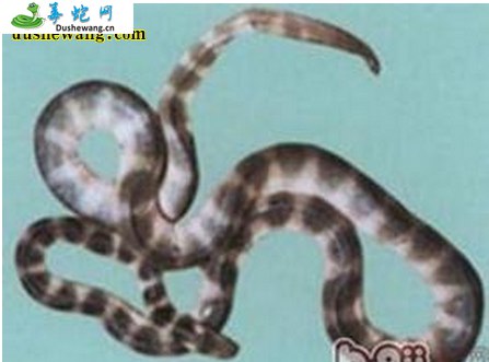 艾基特林海蛇图片6