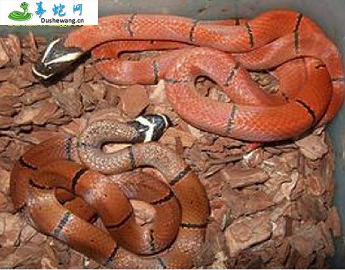 丽纹蛇