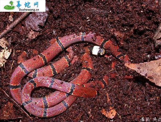 丽纹蛇