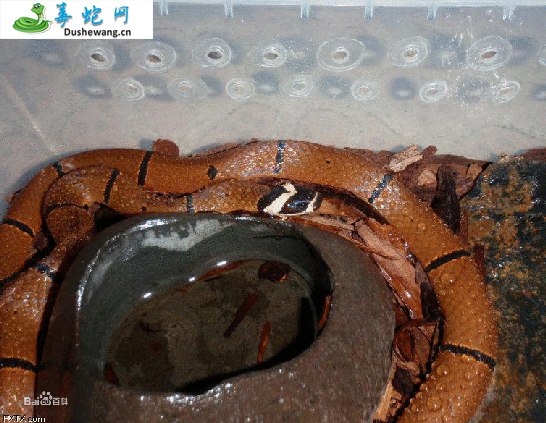丽纹蛇