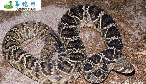 东部菱斑响尾蛇(有毒蛇)详细资料、图片及品种介绍