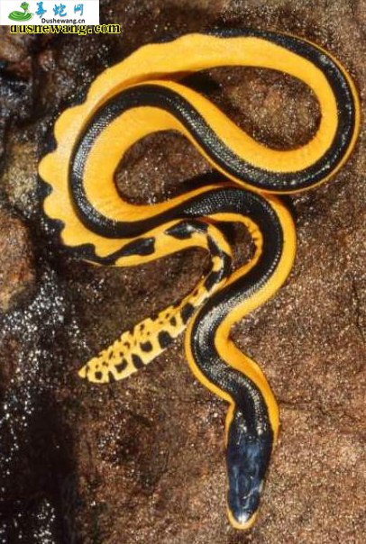 长吻海蛇(无毒蛇)详细资料、图片及品种介绍