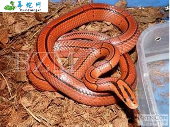 红竹蛇/紫灰锦蛇