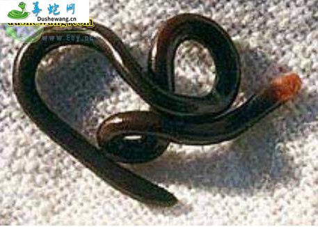 黎明盲蛇(无毒蛇)详细资料、图片及品种介绍