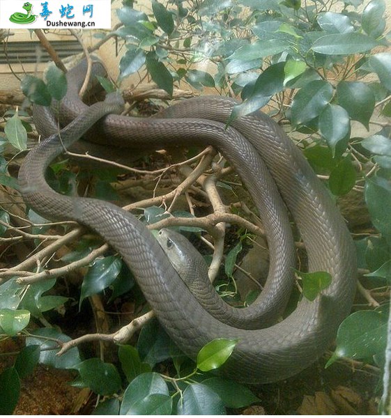 黑树眼镜蛇/黑曼巴蛇(有毒蛇)详细资料、图片及品种介绍