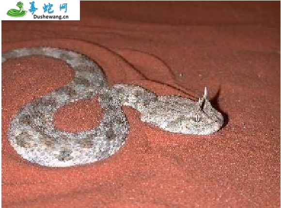 非洲角蝰蛇(有毒蛇)详细资料、图片及品种介绍