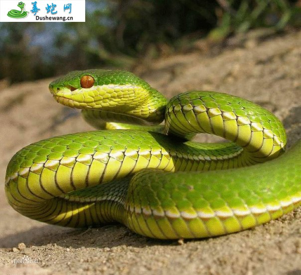 西藏竹叶青蛇(有毒蛇)详细资料、图片及品种介绍
