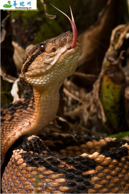 巨蝮蛇(有毒蛇)详细资料、图片及品种介绍