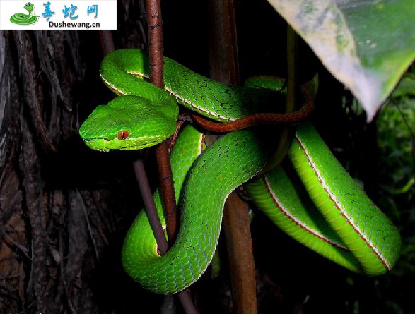 赤尾竹叶青蛇(有毒蛇)详细资料、图片及品种介绍