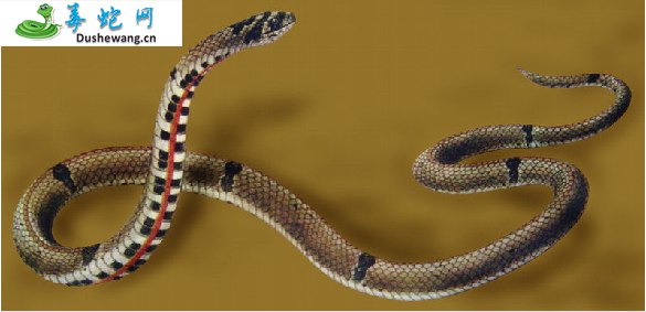 平颏海蛇(有毒蛇)详细资料、图片及品种介绍