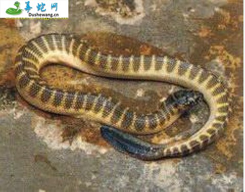 平颏海蛇