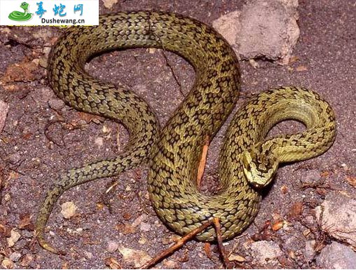 高原蝮蛇(有毒蛇)详细资料、图片及品种介绍