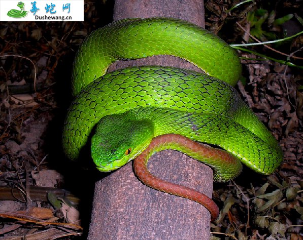冈氏竹叶青蛇(有毒蛇)详细资料、图片及品种介绍