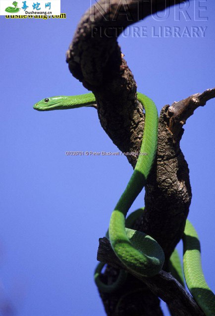 东非绿曼巴(有毒蛇)详细资料、图片及品种介绍