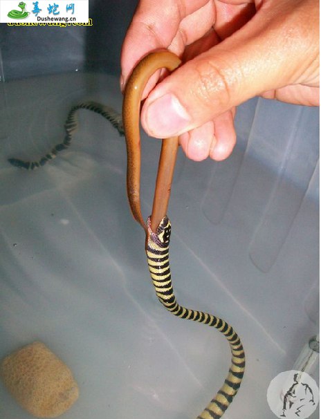 小头海蛇(有毒蛇)详细资料、图片及品种介绍