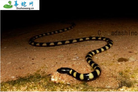 黑头海蛇(有毒蛇)详细资料、图片及品种介绍