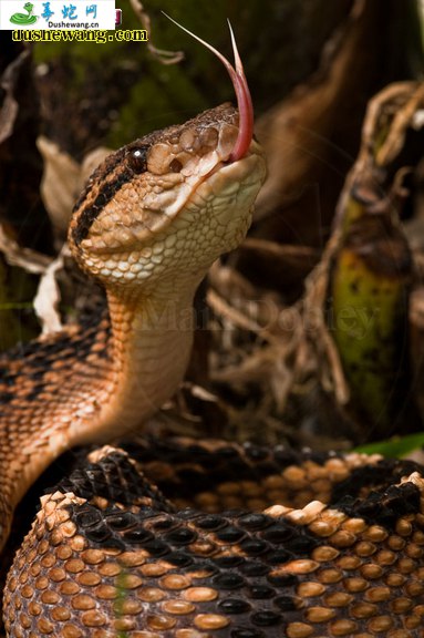 亚马逊巨蝮蛇(有毒蛇)详细资料、图片及品种介绍