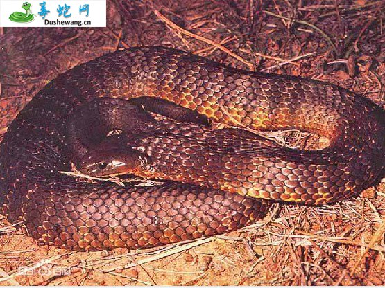 澳洲老虎蛇(有毒蛇)详细资料、图片及品种介绍