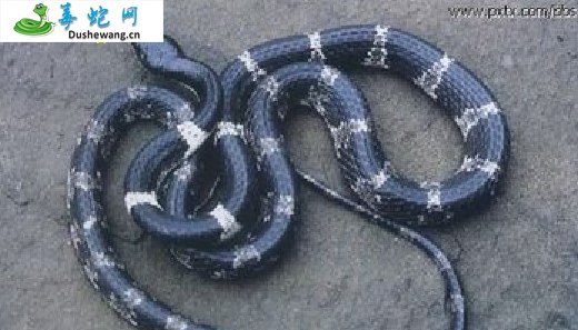 老挝白环蛇