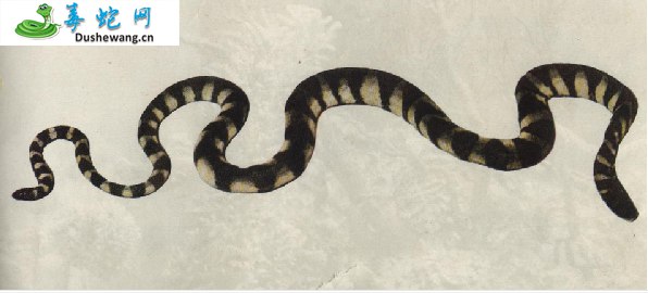 环纹海蛇(有毒蛇)详细资料、图片及品种介绍