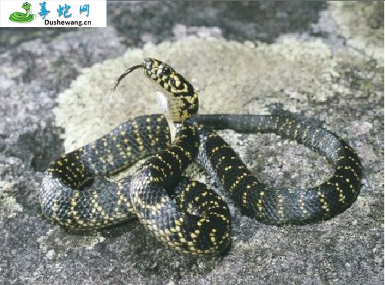 盔头蛇(有毒蛇)详细资料、图片及品种介绍