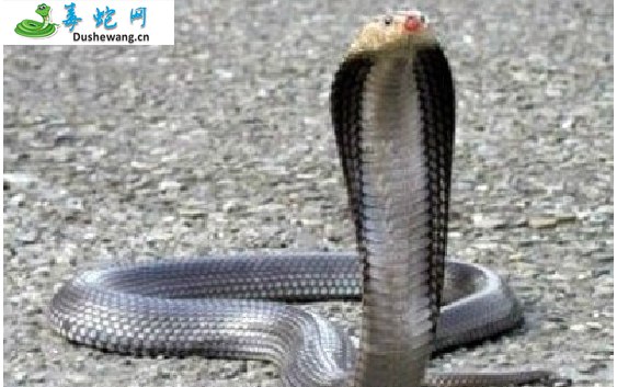 帝皇眼鏡蛇王(有毒蛇)详细资料、图片及品种介绍