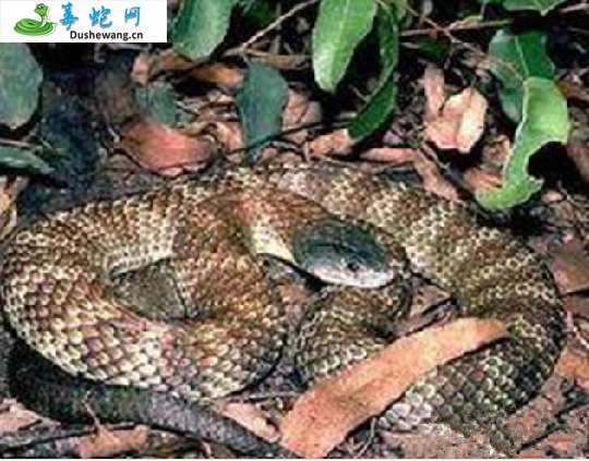 澳洲金刚蛇(有毒蛇)详细资料、图片及品种介绍