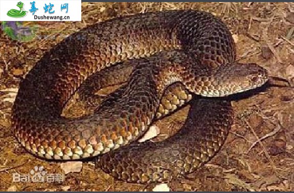 澳洲金刚蛇