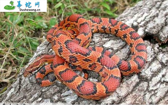 玉米蛇(无毒蛇)详细资料、图片及品种介绍