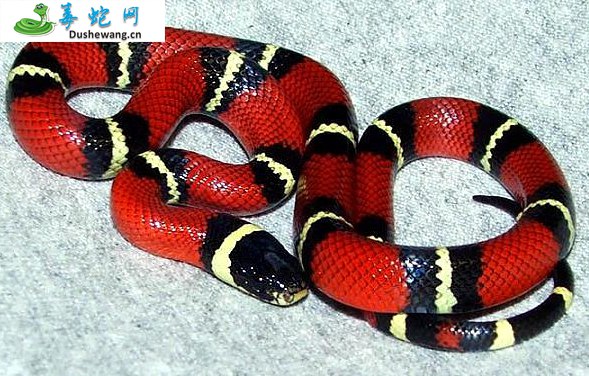 奶蛇(无毒蛇)详细资料、图片及品种介绍